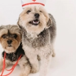 Адаптивная стратегия в Sweet Bonanza Super Scatter игре