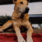 Адаптивные программы лояльности казино без депозита