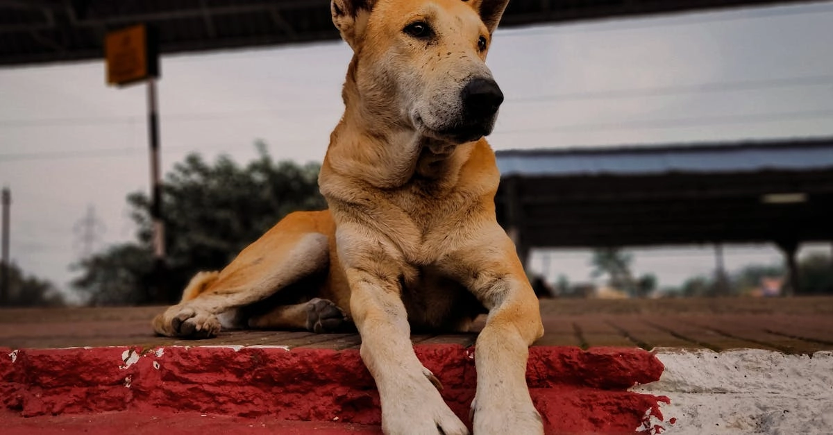 Адаптивные программы лояльности казино без депозита