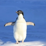 Адаптивная стратегия в Gates of Olympus слот-игре